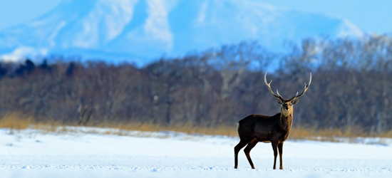 冬の北海道オススメスポット盛りだくさん！