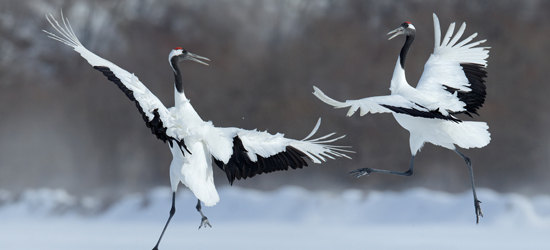 自然の雄大さにも触れたい！