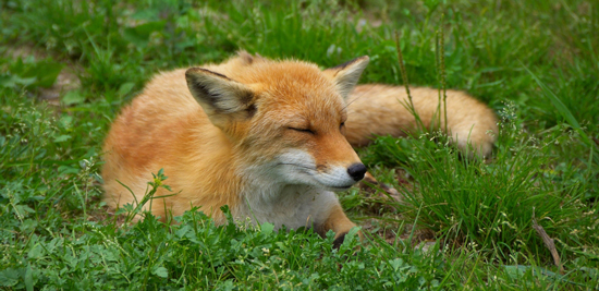 雪のときに傘をささない