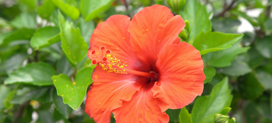 【宜野湾（ぎのわん）はごろも祭り】